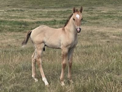 Top Gun Jester JW <BR>AQHA PENDING